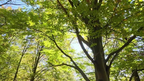 Beautiful Scenery with Light Rays Shining Through Bright Green Woods with Lush Trees in Autumn