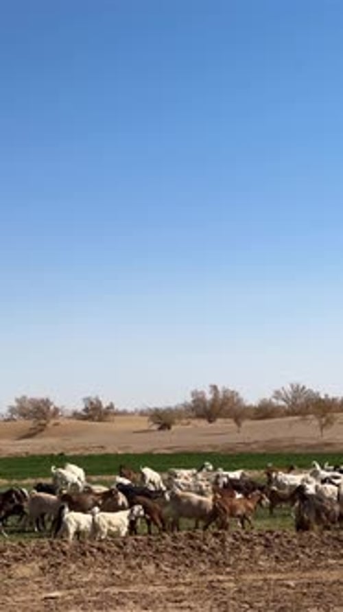 Vidéo verticale de bétail de ferme désertique, de moutons, de chèvres par un berger en Iran, paysage nomade de gra
