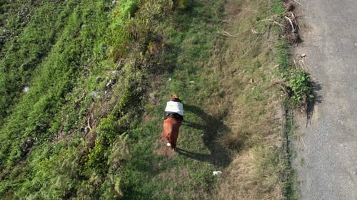 Aerial View of a Horse Grazing on Hillside
