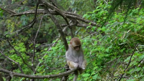 Un bébé singe tibétain sauvage joue avec une serviette sur ses pieds le long d'une branche d'arbre et tombe