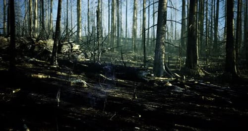 Wildfire Aftermath in a Charred Forest with Rising Smoke and Fallen Trees