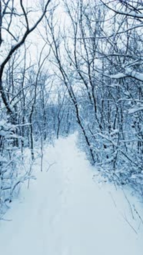 Vertical Snowy Winter Forest Reel