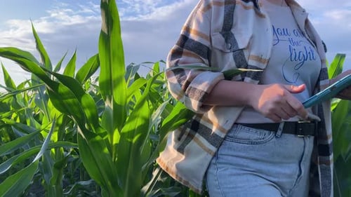 Charming Woman Farmer Finishes Work at Cornfield in Golden Sunset