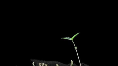 Time Lapse of Bean Sprout Growing
