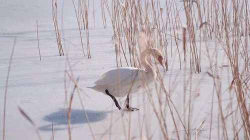 Schwan auf einem gefrorenen See Winterschnee