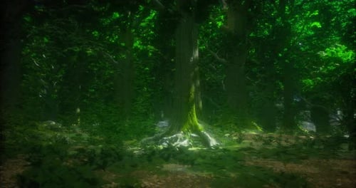 Vibrant Forest Ecosystem Illuminated By Dappled Sunlight Through Lush Canopy