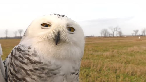 snowy owl posing in field before its release head 4k