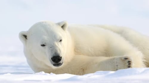 Polar Bear resting in the harsh environment of the Arctic circle, North Pole surrounded by snow