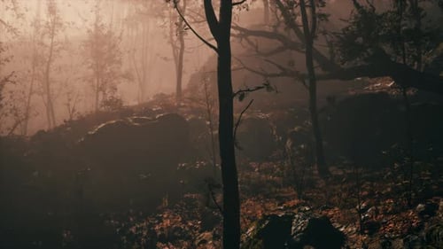 Panoramic View of the Majestic Evergreen Forest in a Morning Fog