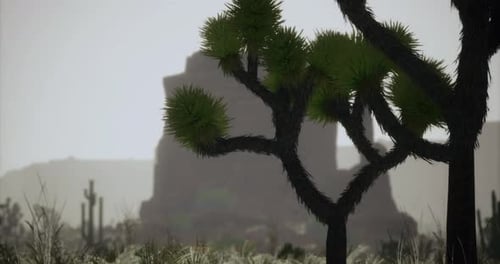 Desert Landscape at Twilight Featuring Unique Vegetation and Distant Mountains