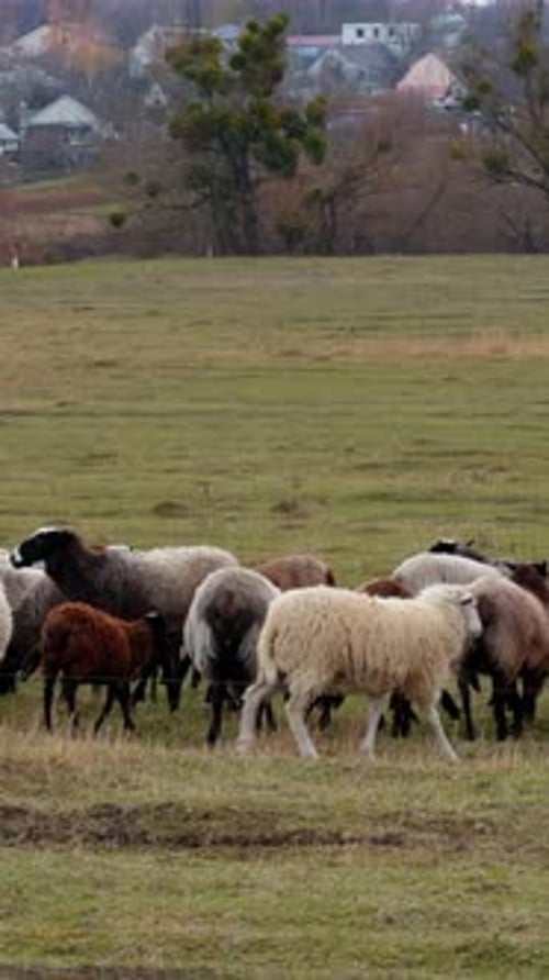 Herd of domestic sheep pasturing in the field at countryside. Cute animals graze in autumn