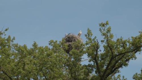 White stork (Ciconia ciconia) looking down from nest up in high tree
