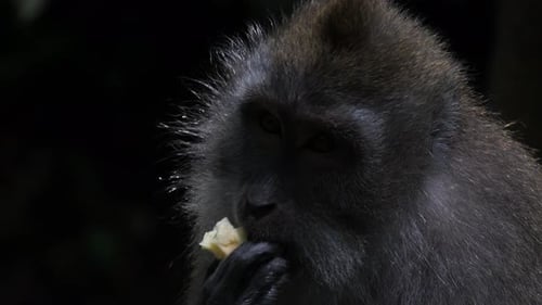 Close-up shot of a long-tailed macaque (Macaca fascicularis) eating