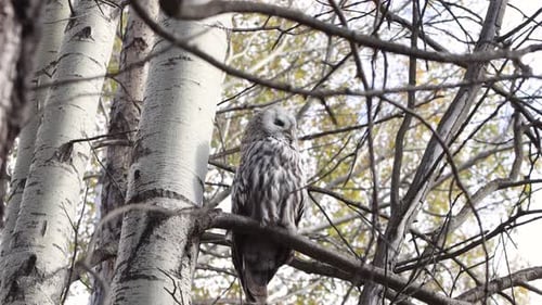 A great gray owl perches on a branch.