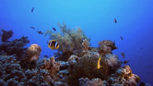 Tropical Clownfish and Sea Anemones