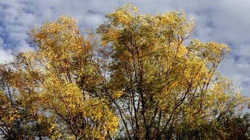 Beautiful Autumn Trees in Vibrant Yellow Against a Cloudy Sky