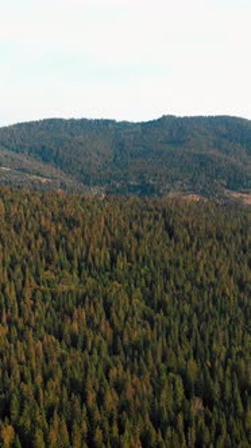 Unglaubliche Aussicht auf die Karpaten mit grünem Baumwald. Vertikales Video