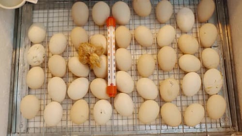 Chicken Hatching from Egg Among Many Others
