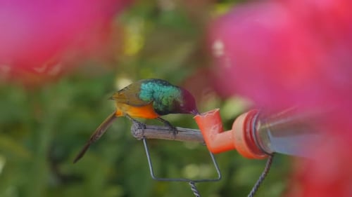 Aufnahme eines Orangenbrust-Sonnenvogels, der Zuckerwasser aus einer Futterstelle inmitten üppiger Vegetation in Cape T trinkt