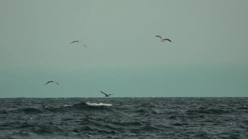 Seagulls Birds Ocean Fishing Boat A Fishing Boat is Surrounded By Seagulls in the Ocean on a Cloudy