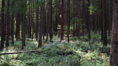 Kamera schwebt langsam durch dunklen Wald und durch Bäume — 4k