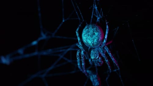 Big Scary Frightening Garden Spider Sitting At Night On Web Waiting For Victim
