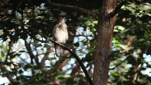 Portrait of beautiful wild Common Buzzard perched on branch of tree and looking around,close up