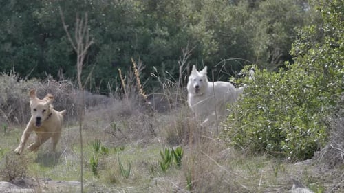 Slow motion, happy dogs running together outdoors.