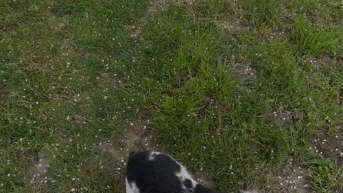 Cute Black And White Dog Standing And Jumping Cheerful In The Grass