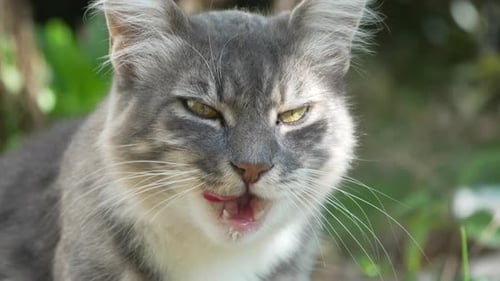 Nahaufnahme einer Katze im Freien Eine graue Tabby-Katze mit grünen Augen schaut aufmerksam in die Kamera, während sie sie leckt