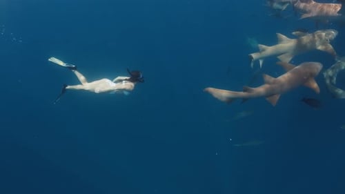 Swim with sharks. Woman in white bikini swims with the sharks in the tropical sea.