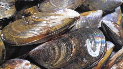Close Up of Fresh, Raw Mussels