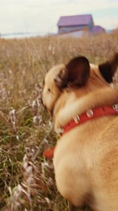 A Joyful French Bulldog in a Vibrant Meadow Chasing After Adventure Surrounded By Nature's Beauty