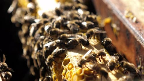 Close-Up of Bees on Honeycomb