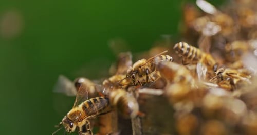 Close Shot of Bees Working in Hive