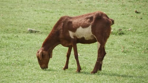 Vista lateral de una pulcra cabra marrón con una mancha de color blanco que come de una hierba verde