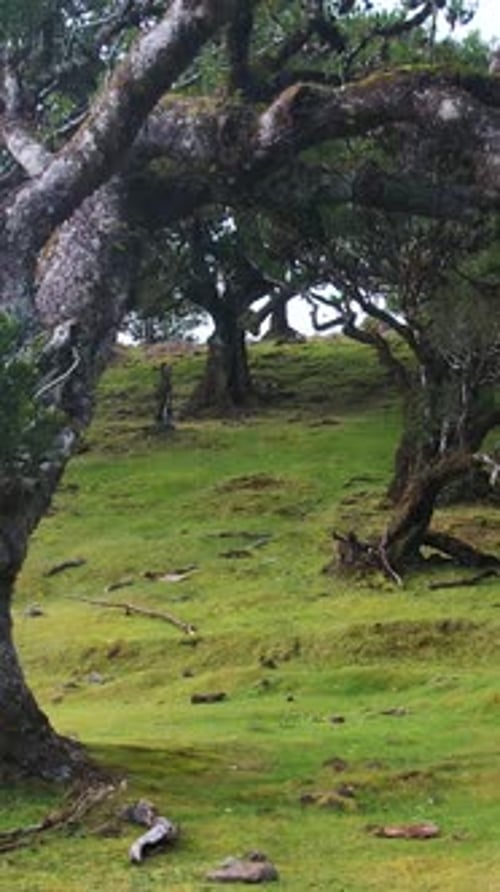 Scared Mystical Fanal Forest on Madeira Island
