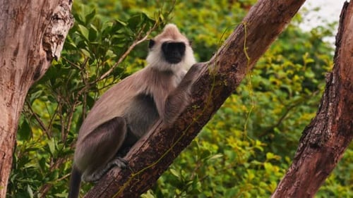 Gray Langur Lat Semnopithecus Priam Sit on a Tree Branch in Sri Lanka Showing Peaceful Social