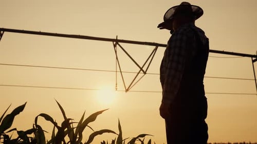 Cinematic Shot in Agricultural Field in Summer Evening Silhouette of Farmer Beautiful Soft Sunshine