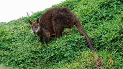Ein Wallaby grast friedlich und frisst in seinem natürlichen Lebensraum an frischem grünem Gras, das das Meer zur Schau stellt