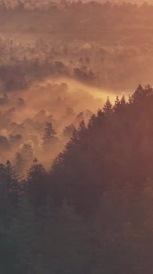 Des teintes dorées illuminent le couvert forestier alors que la brume recouvre la cime des arbres