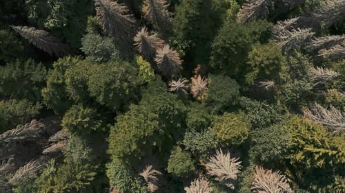 Drone Video of the Forest Top Down View