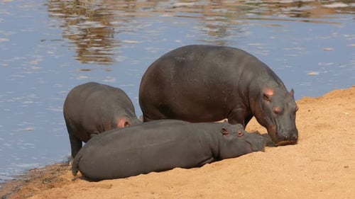 Hippopotamus Resting On Land, Kruger National Park