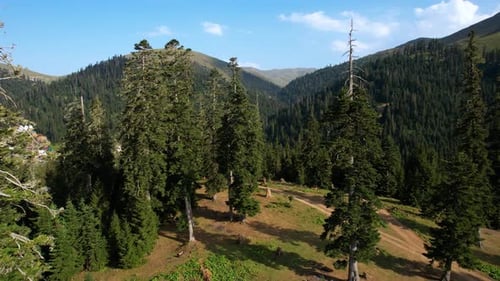 Fichtenwald in den Sommerbergen