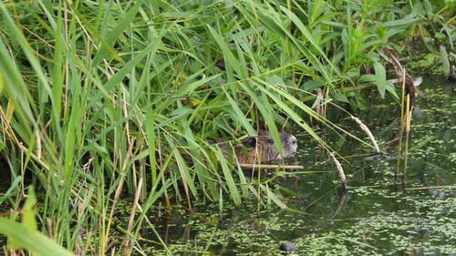 Eine Nutria schwimmt auf der Suche nach Nahrung durch einen See
