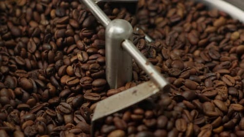Roasted Coffee Beans Rotating In Stainless Steel Roaster Close Up