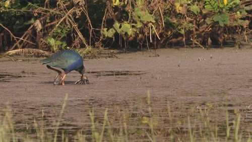 Goa India Greyheaded Swamphen Birds In Morning Looking For Food In Swamp Pond Porphyrio