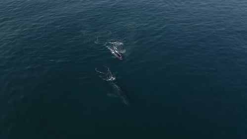 Aerial Shot of Two Whales Swimming Close to the Water Surface of the Ocean