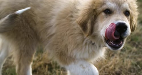 Tracking shot close up of adorable dog running in slow motion, tongue out