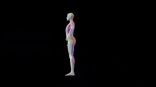 Rotating 3D Human Muscle System Anatomy Science Animation